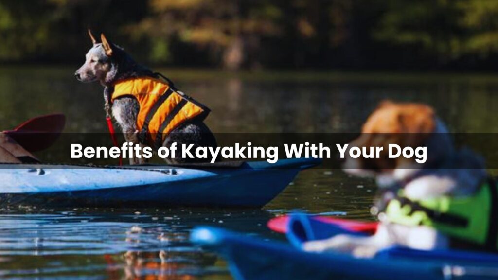 Benefits of Kayaking With Your Dog