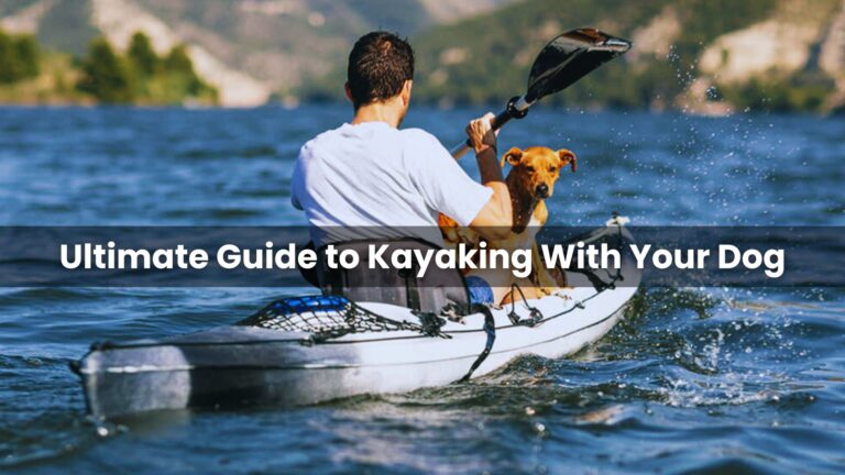 Ultimate Guide to Kayaking With Your Dog - Kayak Voyage